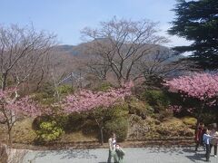 強羅公園は強羅から早雲山に向かう坂にあるため、早雲山から帰る途中で下車して公園を見学しながら降りて行ったほうが、強羅から登っていくより楽だからです。