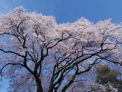 4年ぶりに訪問しましたが美しい桜ですね