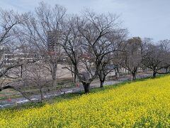 熊谷桜堤の菜の花は引き続き見頃です