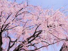 角館のしだれ桜だそうです