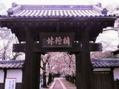 鴻巣公園の隣の勝願寺の参道のソメイヨシノが綺麗に咲いてます