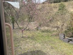 桜はまだ