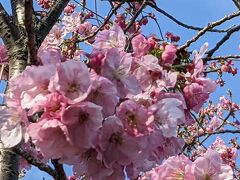 早咲きの桜が満開！