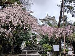 この旅初めて桜が満開！！
ここだけ突然満開なのでびっくり！

荷物もあるし、外から眺めるだけで退散。