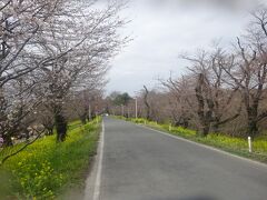 桜堤の道路