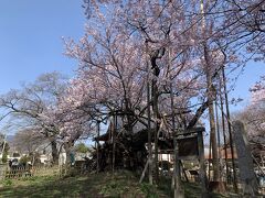 翌日、3日目ですが、朝から山高神代桜を観にきました。