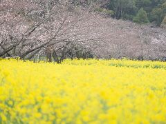 雨が降ってきました。西都原古墳群　明日朝のロケハン
前方後円墳31基あり円墳，方墳などあわせて３１９基