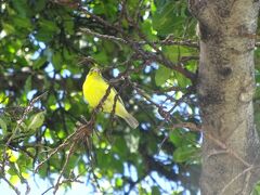 アラモアナビーチパークには、色々な鳥がいました。