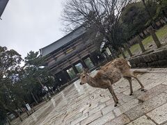 次は東大寺へ。
ここに来るまで結構迷子になってしまいました。
鹿と南大門。