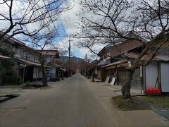 　まだ、全然咲いていませんでした。