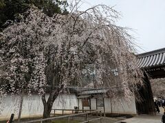 醍醐寺へ
総門前のしだれ桜