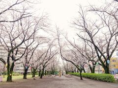 ここはふじみ野市の桜の名所になってて桜並木になってます。
ですが、ここはまだ三分咲きといったところかな。