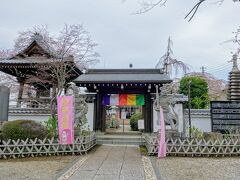 濃いピンクのしだれ桜を見たあとは地蔵院のシダレも見ましょう。