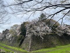 名古屋城　咲いてきた