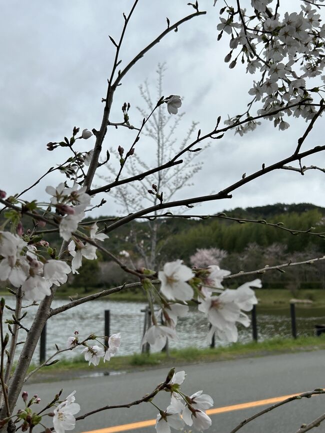 佐野藤右衛門さんの桜』嵐山・嵯峨野・太秦・桂(京都)の旅行記