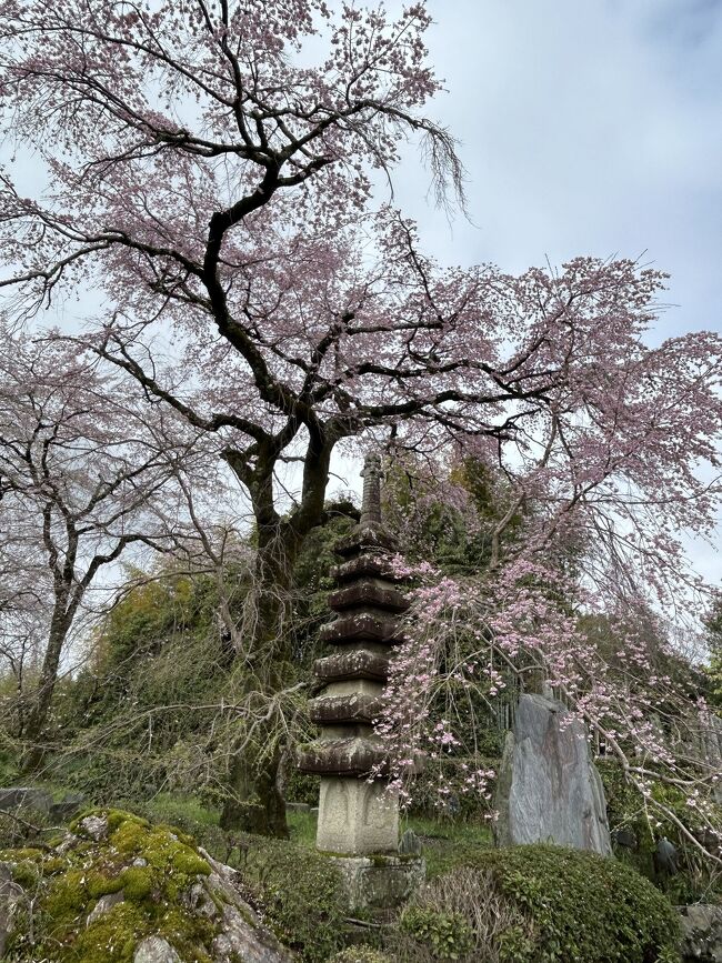 佐野藤右衛門さんの桜』嵐山・嵯峨野・太秦・桂(京都)の旅行記