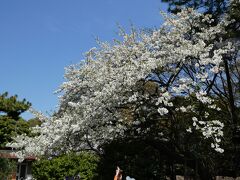 やはりこちらの方が桜は大きくていいですね