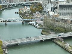 桜も良い感じの様子。JR桜ノ宮駅は右側。ラッピング電車が走ってる。