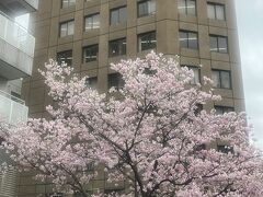 夕方から高松に移動するんで、本日は秋葉原オフィスでお仕事。
都内の桜もほぼ満開かな？
来週前半はお天気下り坂のようやけど、もう少しもってくれるかなぁ(^_^;)