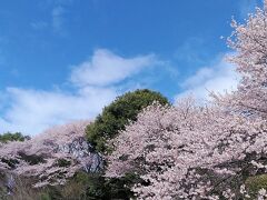 八幡山公園へ向かう途中に偶然小高い丘が綺麗な桜色です
曇り予想でしたが青空が広がって来ました