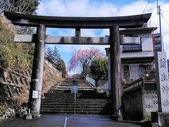 八幡山の一角に蒲生神社があります、入口の鳥居からも綺麗なしだれ桜が見えます