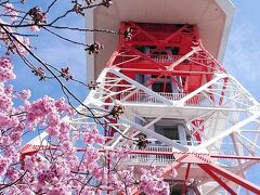 八幡山公園の高台に到着です
東京タワーに似てる宇都宮タワーです、陽光桜が綺麗に咲いてます