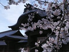 神門にソメイヨシノは日本の春の素敵な風景ですね