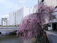 田川沿いの100本のしだれ桜並木