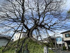 笠寺一里塚です。江戸から88里のところにあり、名古屋市内を通る旧東海道に残る唯一の一里塚で、東側の塚だけが現存しています。