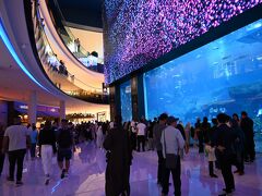 モールの中には、巨大な水槽。水族館です。