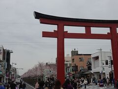 鶴岡八幡宮への参道、段葛（だんかずら）は満開の桜