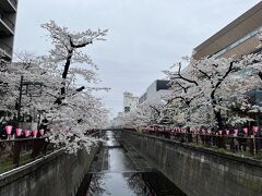 目黒川の桜並木をぶらぶら。