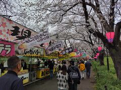 第91回幸手桜まつり（埼玉県幸手市内国府間）
2024年3月20日(水)～4月7日(日)の予定が1週間伸びて、14日(日)までになりました。
