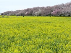 「権現堂桜堤」の典型的な写真ですが、広大な菜の花畑と桜の花とのコラボが見事です。