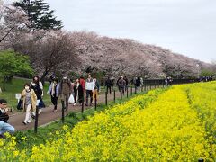 「県営権現堂公園」は全部で4つの公園で、1号公園は多目的運動広場、２号公園はレクリエーションを目的としていて、3号公園は歴史と文化の薫る万葉の公園、4号公園が今日散策している幸手権現堂桜堤と、それぞれ異なる特色があります。
