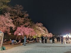 名古屋城はさくらまつりでにぎわってます。