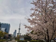 仕方ないことだけど、新しい環境での最初の１週間は嵐のようなバタバタでした(-_-;)

今年はラッキーなことに桜の見頃が例年より遅めだから、名古屋で最初の土日は、ストレス発散を兼ねて名古屋市内の桜の名所を訪ねてみます(^^)

地下鉄久屋大通駅で降りて、名古屋最初の花見は久屋大通公園の桜＆テレビ塔…

あっ、最近はテレビ塔って呼ばんのか？