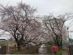 西武拝島線の武蔵砂川駅からすぐ、玉川上水の桜並木
武蔵砂川駅から歩いて20分ほど