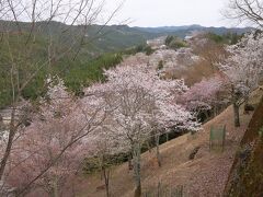 下千本の駐車場に停めて。意外と咲いてる！