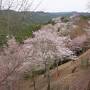 奈良＊吉野山の千本桜