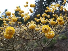 不動尻　ミツマタ群生地