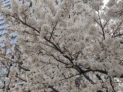 飯田橋駅近くの桜。