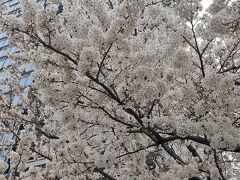 飯田橋駅近くの桜。
