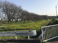 さくら堤公園