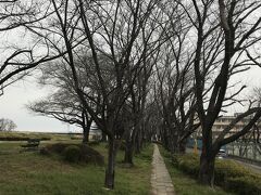 高麗川桜堤です。