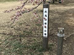 北浅羽桜堤公園に移動しました。