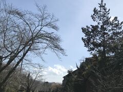 長瀞桜並木です。
桜はまだ咲いていませんでした。