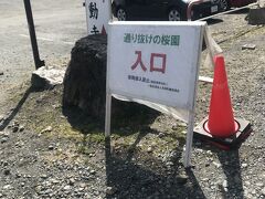 通り抜けの桜の入り口です。