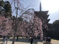 桜咲いてます！！