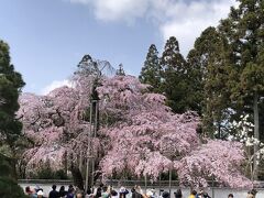 「太閤しだれ桜」は、豊臣秀吉が愛でた桜の子孫と言われ、大変優雅な花を咲かせているそうです。一見の価値ありです。